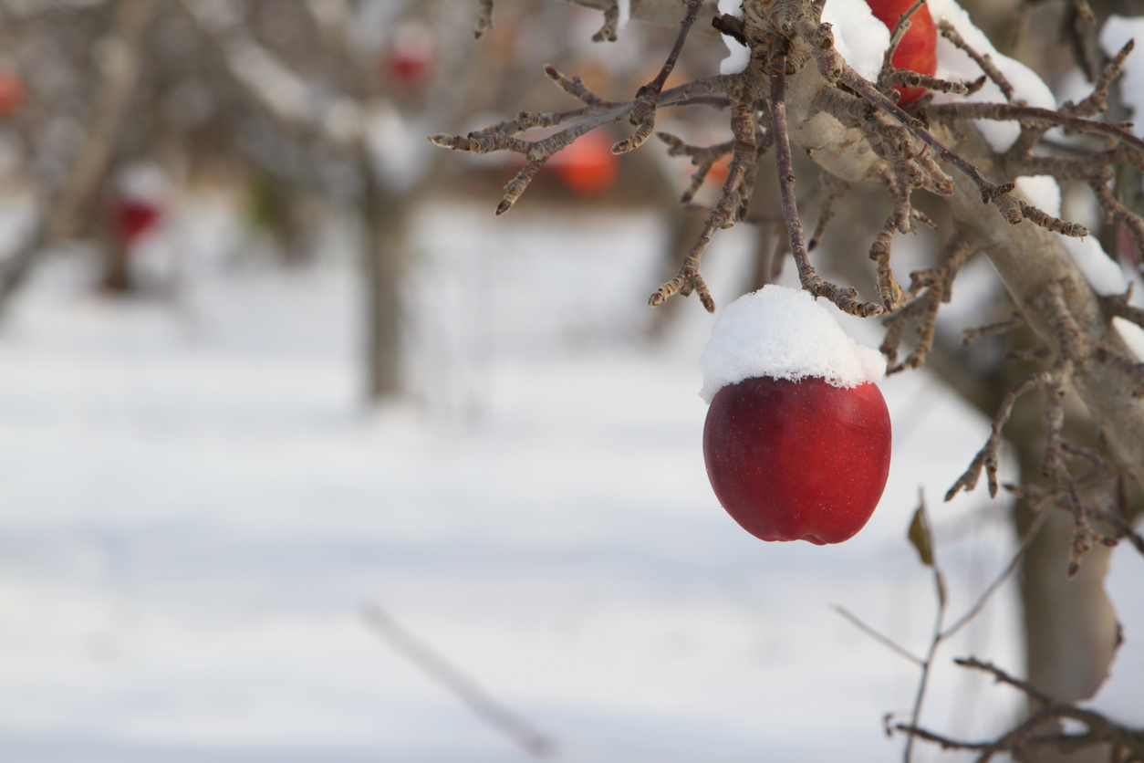 Winter in the orchard — a snow-capped apple still on the branch, orchard rows behind